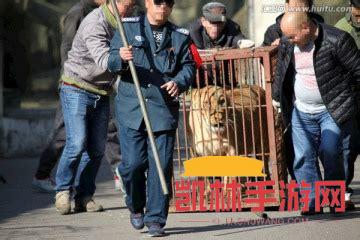 動物搬家遊戲截圖-4